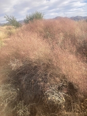 Muhlenbergia porteri