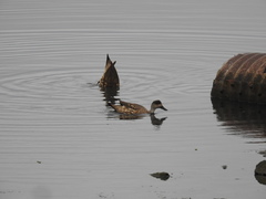 Lophonetta specularioides