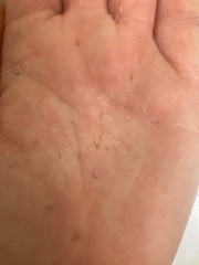 Muhlenbergia porteri