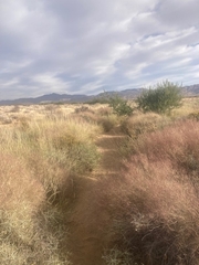 Muhlenbergia porteri