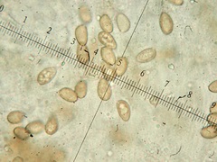 Agrocybe vervacti
