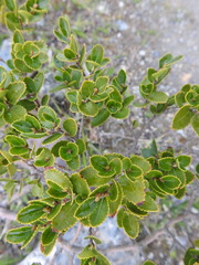 Nothofagus betuloides