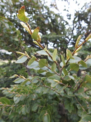 Nothofagus betuloides