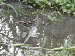 Gallinago paraguaiae