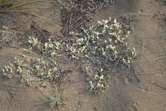 Astragalus teskhemicus