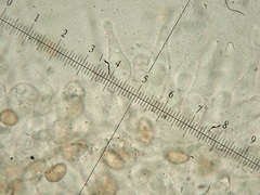 Agrocybe vervacti