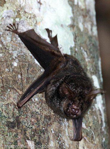 Cyclops roundleaf bat