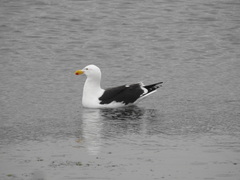 Larus dominicanus