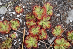 Drosera xerophila