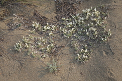 Astragalus teskhemicus