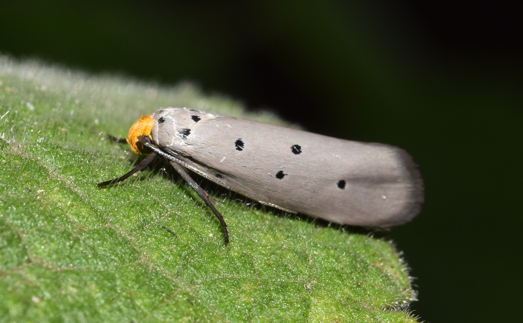 Grey Ethmia