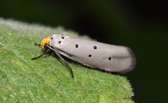 Ethmia rhomboidella
