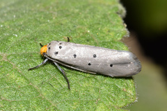 Ethmia rhomboidella