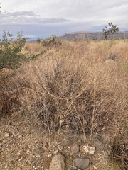 Muhlenbergia porteri