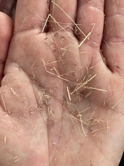 Muhlenbergia porteri