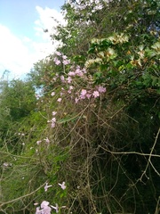 Tanaecium dichotomum
