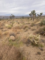Muhlenbergia porteri