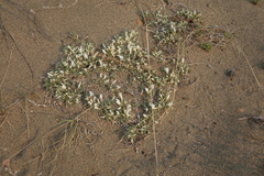 Astragalus teskhemicus