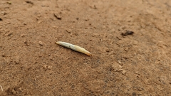 Elisolimax flavescens