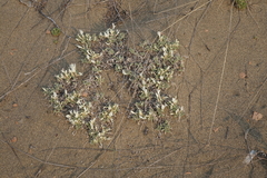 Astragalus teskhemicus