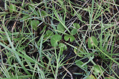 Apiales