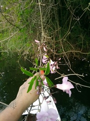 Tanaecium dichotomum