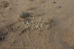 Astragalus teskhemicus