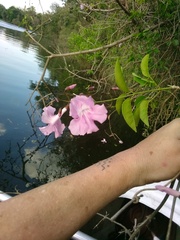 Tanaecium dichotomum