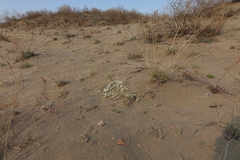 Astragalus teskhemicus