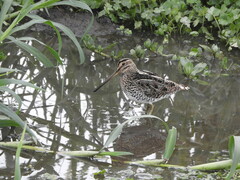 Gallinago paraguaiae
