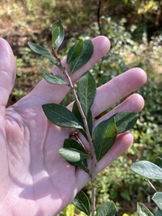 Lyonia fruticosa