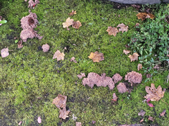 Ramaria apiculata brunnea