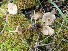 Arrhenia rickenii