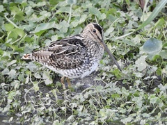 Gallinago paraguaiae