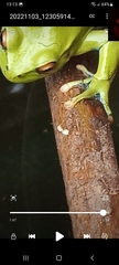 Dendropsophus molitor