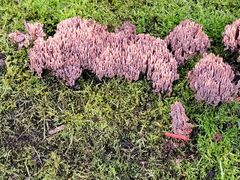 Ramaria apiculata brunnea