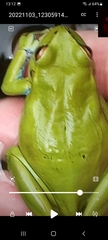 Dendropsophus molitor