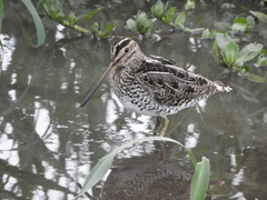 Gallinago paraguaiae
