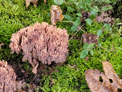 Ramaria apiculata brunnea