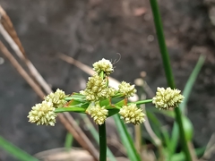 Cyperus luzulae