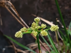 Cyperus luzulae