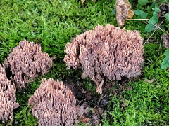 Ramaria apiculata brunnea