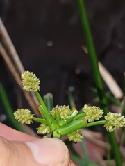 Cyperus luzulae