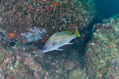 Sciaena umbra