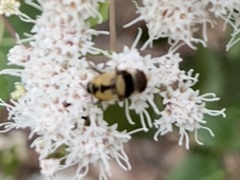 Palpada pusilla