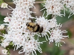 Palpada pusilla