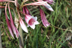 Crinum bulbispermum