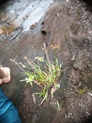 Cyperus luzulae