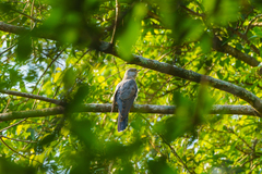 Cuculus solitarius