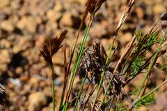 Thamnochortus fruticosus